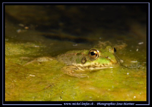 Coming out of my dive... Little green frog wondering what... by Michel Lonfat 